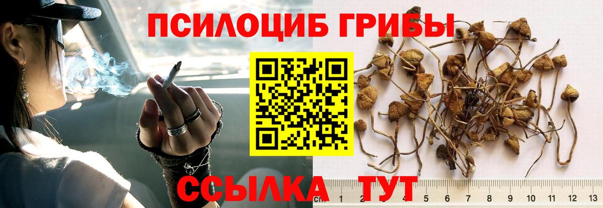 Псилоцибиновые грибы GOLDEN TEACHER Саянск